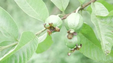 Doğayı besleyen ödül her seferinde bir guava.