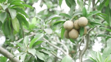 Doğanın cömertliği Mangolar ve Sapotalar ağaçtan sarkan hasada hazır