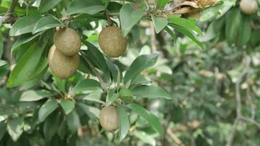 Doğanın cömertliği Tropikal lezzet ziyafeti