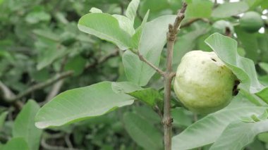 Tatlı hasat ağaçtan masaya bir guava yolculuğu yapıyor.