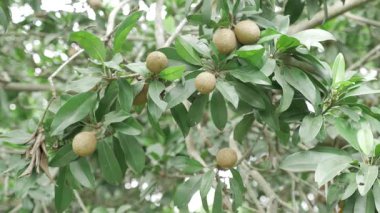 Doğanın cömertliği Mango ve Sapotas 'ın güneşin altında olgunlaşmasını sağlar.