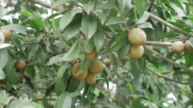 Doğanın cömertliğini topluyorum, tatlı zevkler.