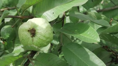 Yetiştirme doğası her seferinde bir yaprak cömertliği