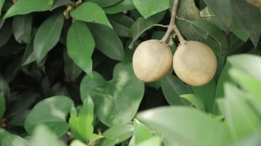 Doğanın cömertliği Mangolar ve Sapotalar ağaçtan sarkan hasada hazır