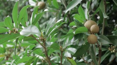Ağaçta yetişen mango ve Sapotas yapımında doğa ödülleri