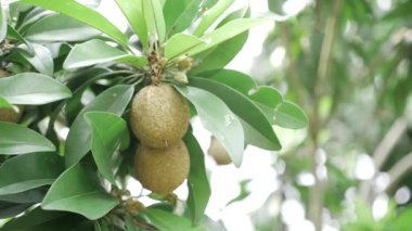 Doğanın cömertliği mango ve sapota ağaçlarının canlı hasadına yakından bakmaktır.