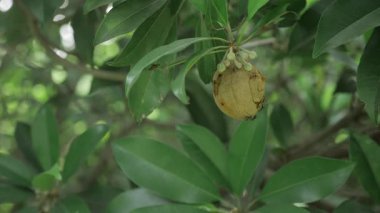 Doğanın cömertliği bir mango ağacı ve sapota ağacının verimli yolculuğuna yakından bakmaktır.