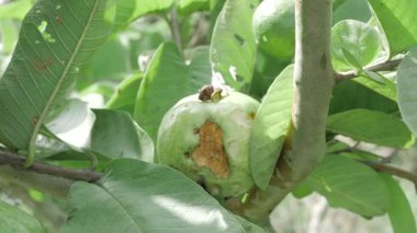 Ağacın nektarı doğanın tatlılığı