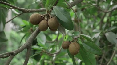 Doğanın cömertliği Mango ve sapota ağaçlarının yakından görünüşü