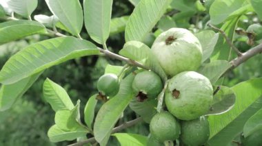 Doğanın cömertliği Taze guava dolu bir ağaç