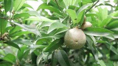 Doğa cömerttir. Mango ve sapota ağaçlarının meyvelerine yakından bakın.