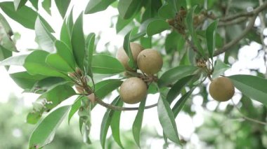 Doğanın cömertliği Mango ve Sapotalar güneşin altında olgunlaşır.