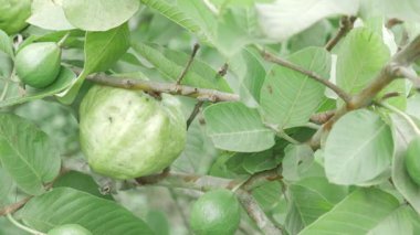 Doğanın cömertliği Taze guava dolu bir ağaç