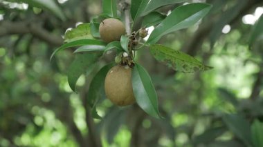 Doğanın cömertliği, canlı yeşil yapraklarıyla bir mango ağacına yakın çekim ve yapım aşamasındaki meyvelere bir göz atmak.