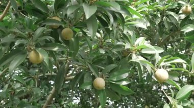 Doğanın cömertliği Tropikal lezzet ziyafeti