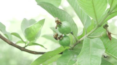 Ağaçtan taze çıkmış lezzetli guava meyvesi.