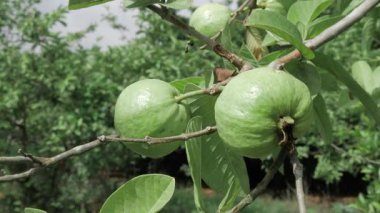 Doğanın cömertliği Ağaçtan sarkan taze guavalar