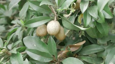 Doğanın cömertliği Mango ve Sapotalar güneşin altında olgunlaşır.