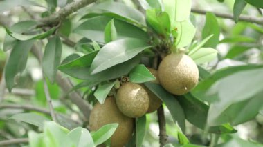 Doğanın cömertliği Mango ve Sapotas güneşin altında olgunlaşıyor.