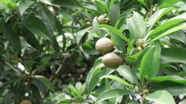 Doğanın cömertliği Mango ve Sapotas güneşin altında olgunlaşıyor.