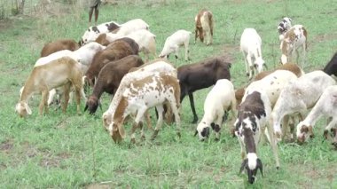 Tarlada eğlenen bir keçi sürüsü otlağın tadını çıkarıyor.