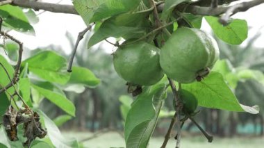 Doğal zenginlik Guava ağacını taze meyvelerle doldurur.