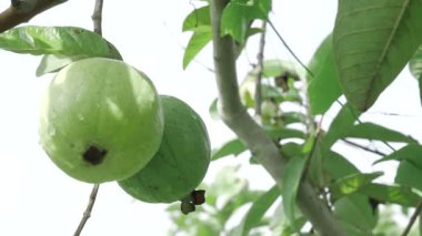 Ağaçtan sarkan tatlı armağan duyular için bir ziyafet.