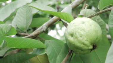 Doğanın cömertliği Tadını çıkarmaya hazır taze guava