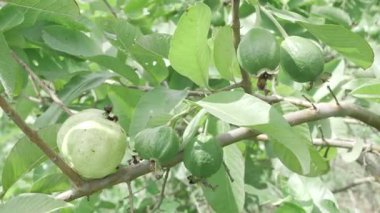 Doğanın cömertliği Taze guava dolu bir ağaç