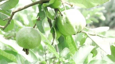 Doğanın cömertliği Ağaçtan sarkan taze ve olgun guavalar