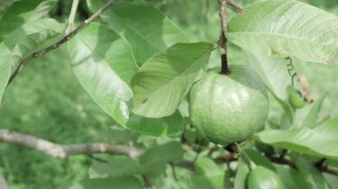 Doğanın cömertliği Tadını çıkarmaya hazır taze guava