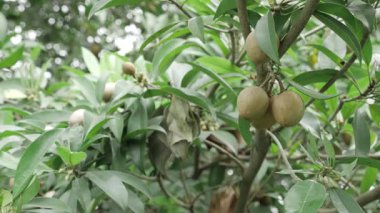 Doğa, mango ve sapota ağaçlarının meyveli dallarına yakından bakar.