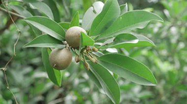 Doğanın cömertliği bir mango ağacı ve sapota ağacında meyve yetiştirmenin ilk aşamalarına yakından bakmaktır.