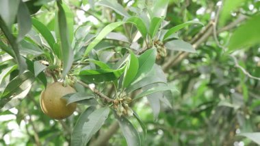 Doğanın tatlılığını hasat ediyorum cömertliğini