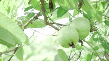 Doğanın cömertliği Ağaçtan sarkan taze guavalar