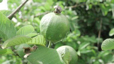 Doğanın cömertliği Tadını çıkarmaya hazır taze guava