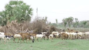 Çimen tarlasında maceraya hazır keçi sürüsü.