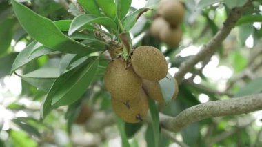 Mangoları ve Sapotaları bol bol büyüten doğalar.