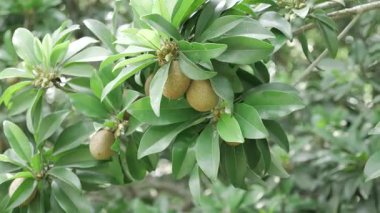 Doğanın cömertliği Mango ve Sapotas güneşin altında olgunlaşıyor.