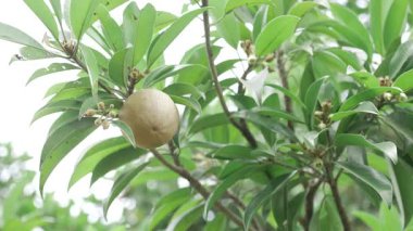 Doğanın cömertliği bir meyve ağacının hayatına bir göz attı.