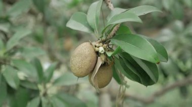 Doğanın cömertliği Bir mango ağacı ve çiçek açmış bir sapota ağacının yakın görüntüsü