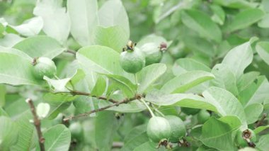 Doğanın cömertliği Guava ağacını şenlendiriyor.