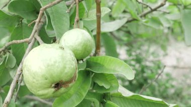 Doğanın cömertliği Ağaçtan sarkan taze guavalar
