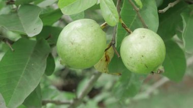 Doğanın cömertliği Bir çift taze guava hasat için hazır