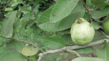 Doğanın cömertliği Tadını çıkarmaya hazır taze guava