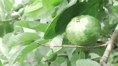 Doğanın cömertliği Tadını çıkarmaya hazır taze guava