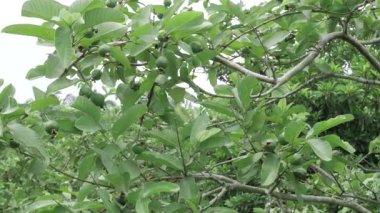 Cömert bir hasat gerçekleşiyor Guava ağaçları vaat ediyor