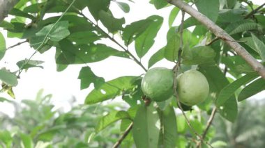 Ağaçtan sarkan olgun guavalar hasat için hazır.