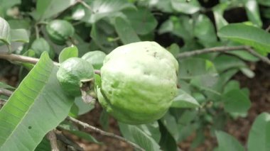 Doğa, canlı yeşil meyveleriyle bir guava ağacını ödüllendirir