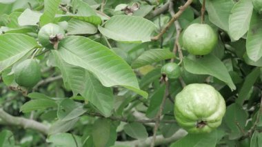 Ağaçtan sarkan lezzetli guavalar toplanmaya hazır.